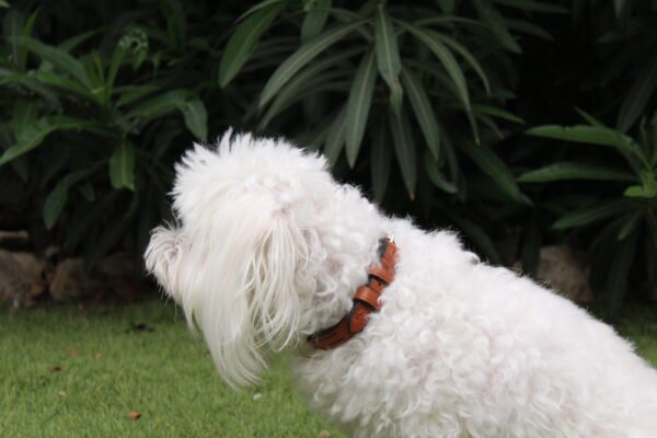 Collier Petit Chien – Image 8