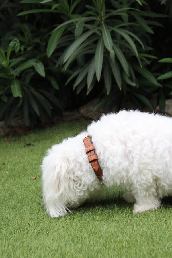 Collier Petit Chien – Image 7