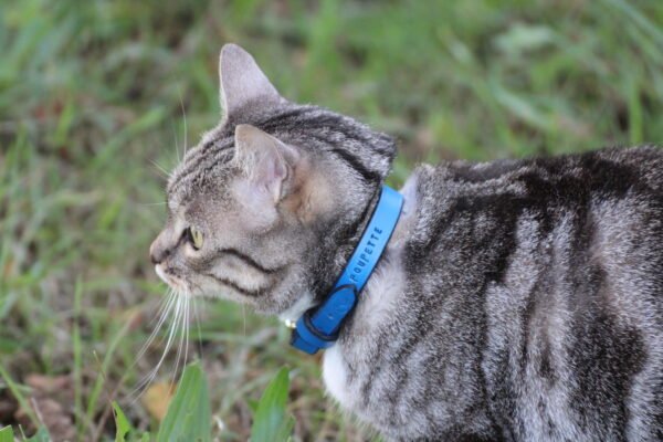 Collier Chat – Image 8