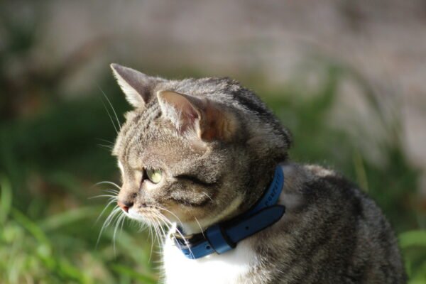 Collier Chat – Image 9
