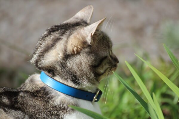 Collier Chat – Image 10