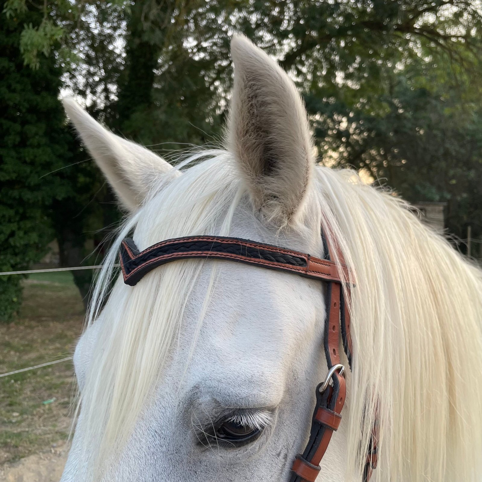 Bridon "Inséparables" – Image 3