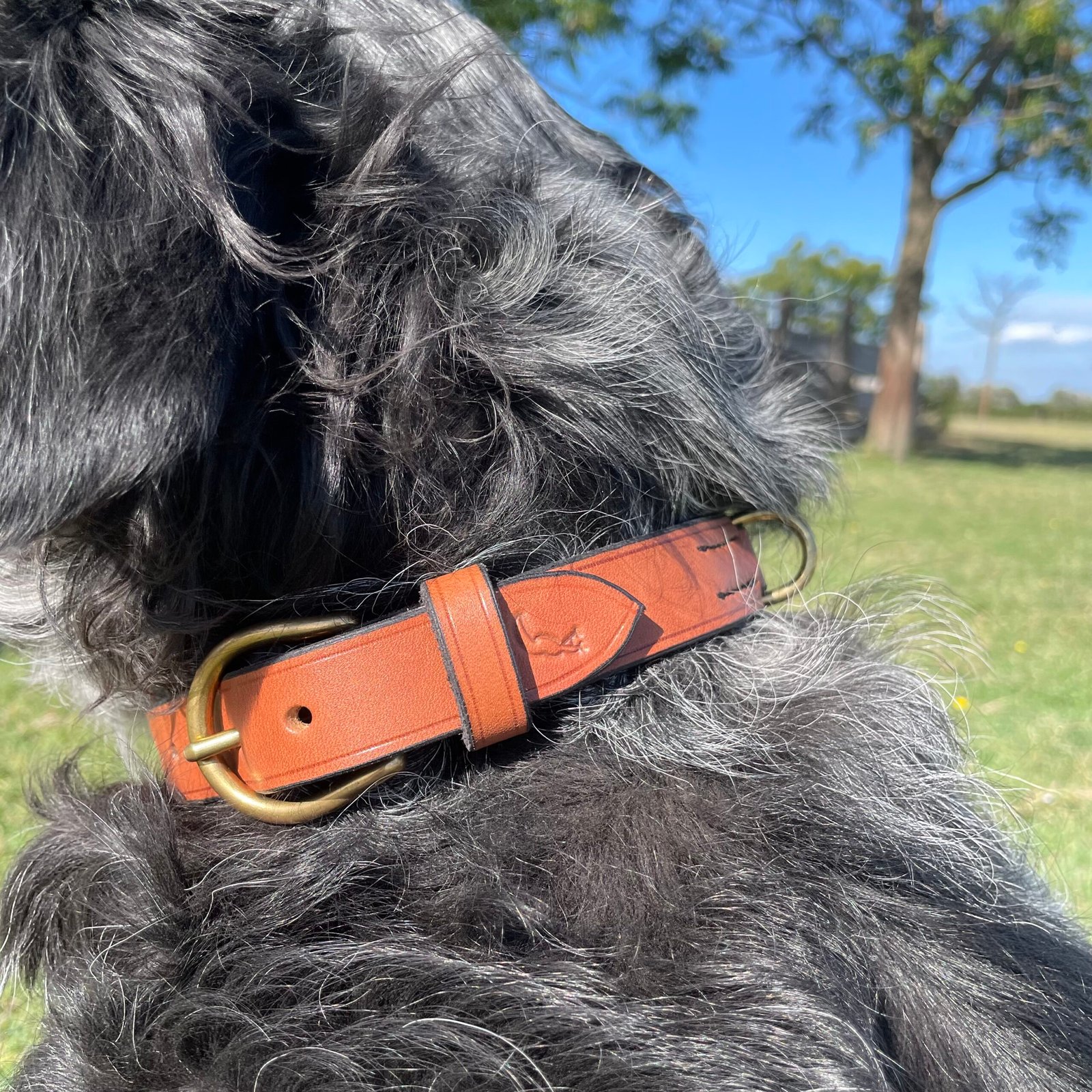 Collier "Rouge-Gorge" - Grand Chien – Image 4