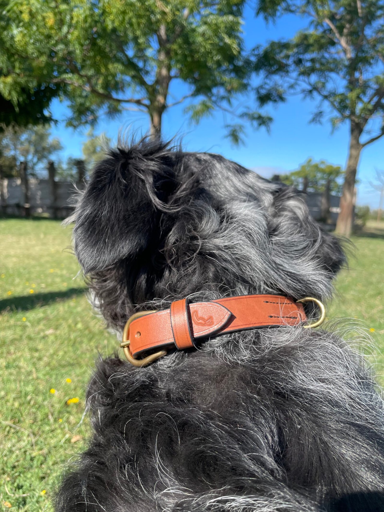 Collier "Rouge-Gorge" - Grand Chien – Image 3