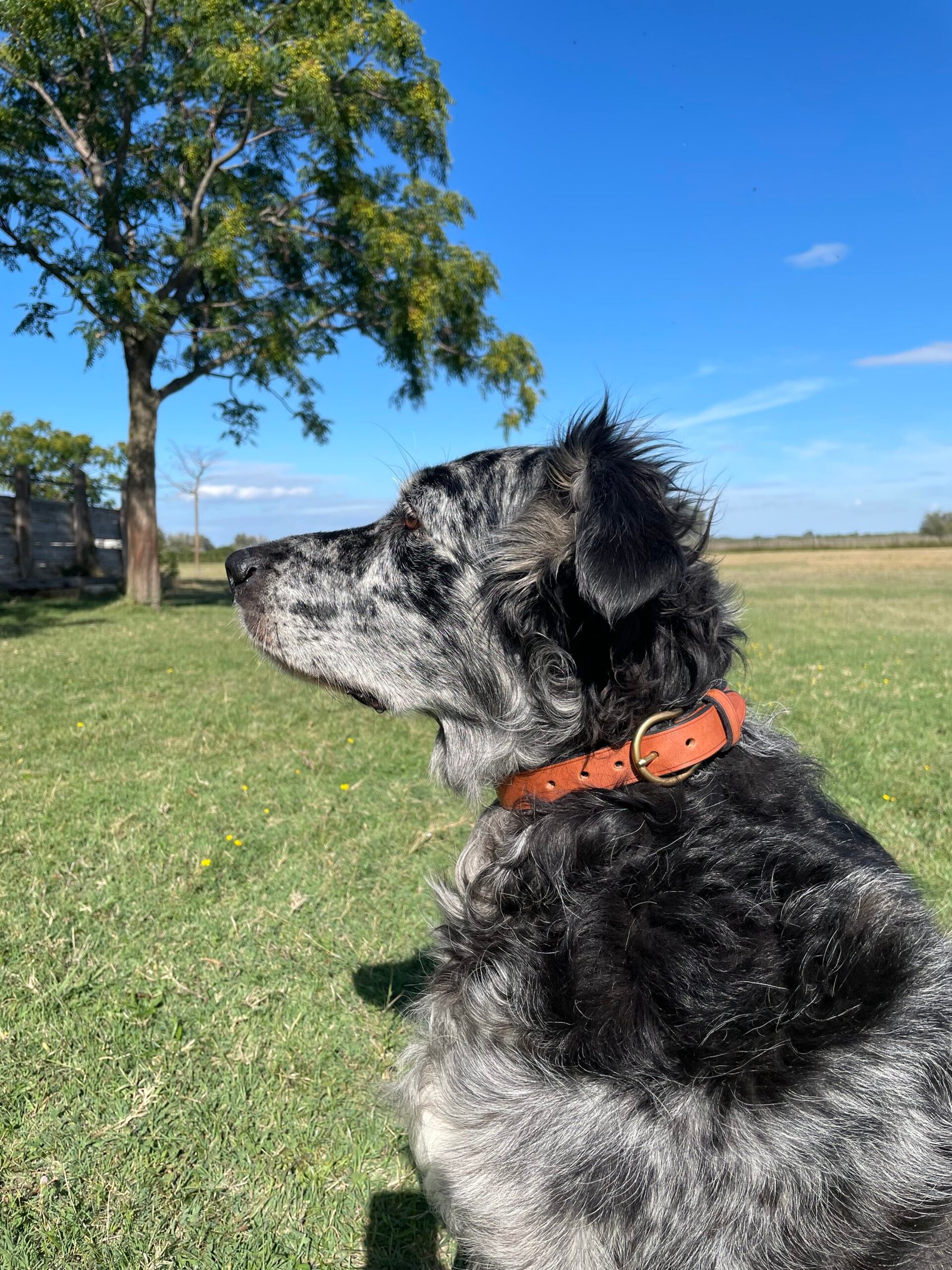Collier "Rouge-Gorge" - Grand Chien – Image 2